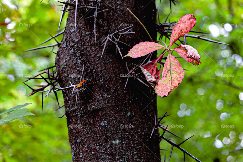 tree with spikes