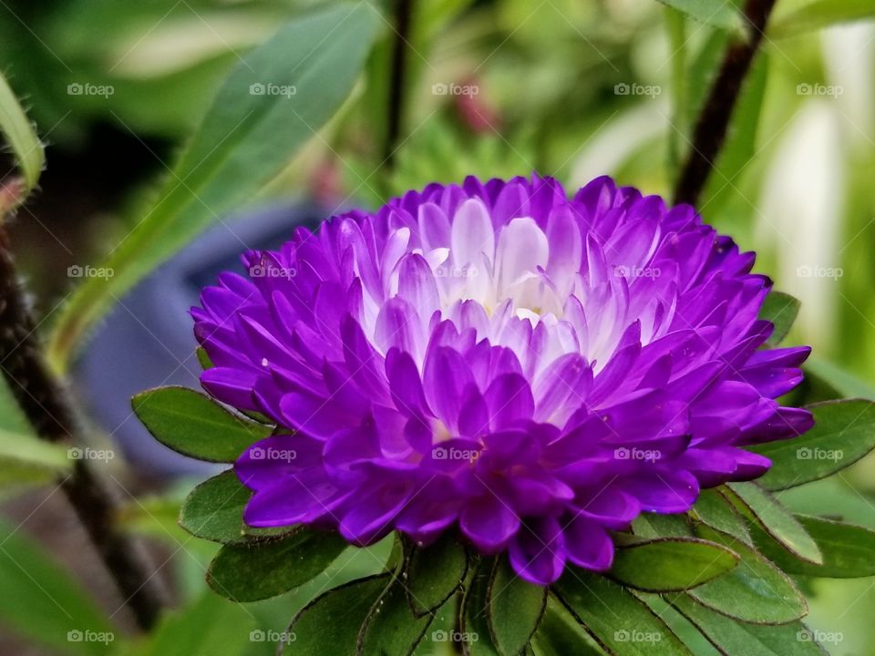 beautiful flower in bloom