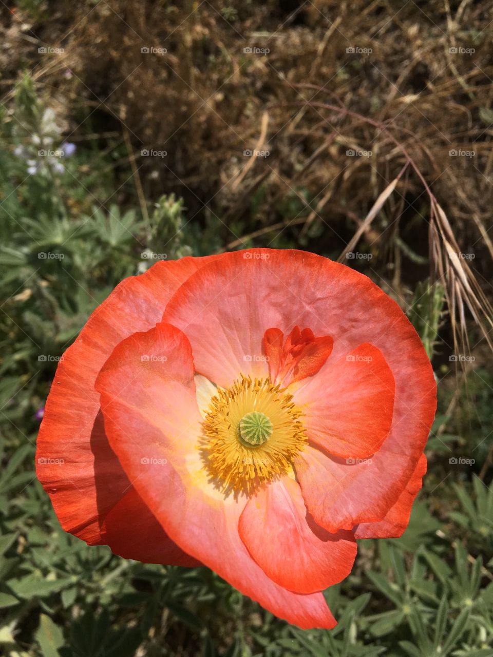 Close-up of fresh flower