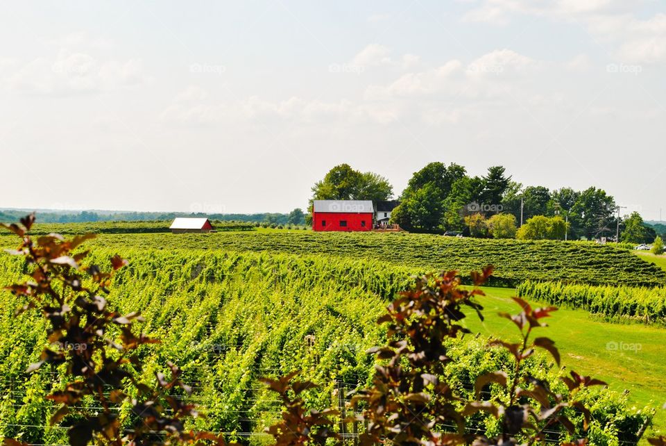 agriculture