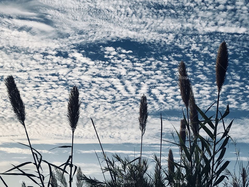 Watching the Afternoon Sky Noticing high clouds expecting good scenes to come my way. An explosion of puffy white clouds covered the Sky and was Captured. 