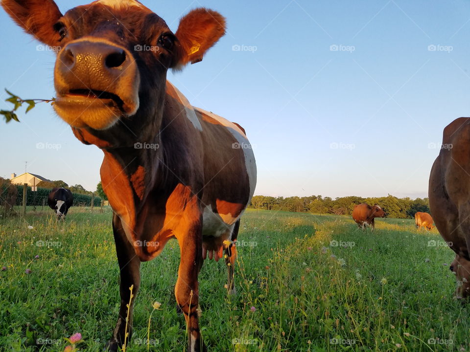 Mammal, Animal, Farm, Grass, Livestock