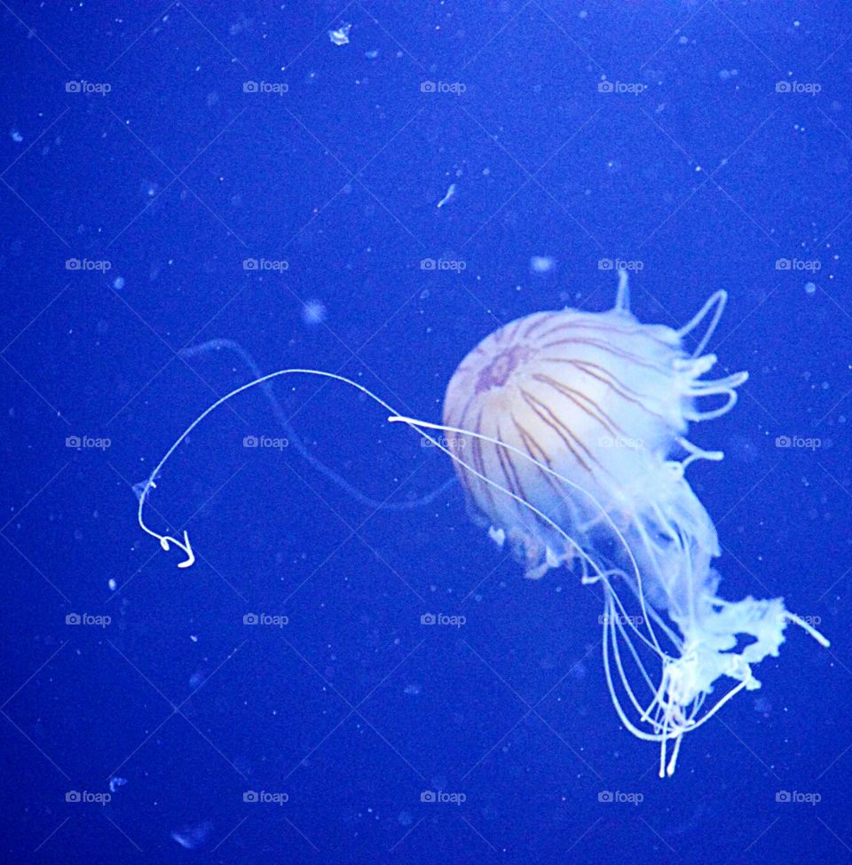 Jellyfish