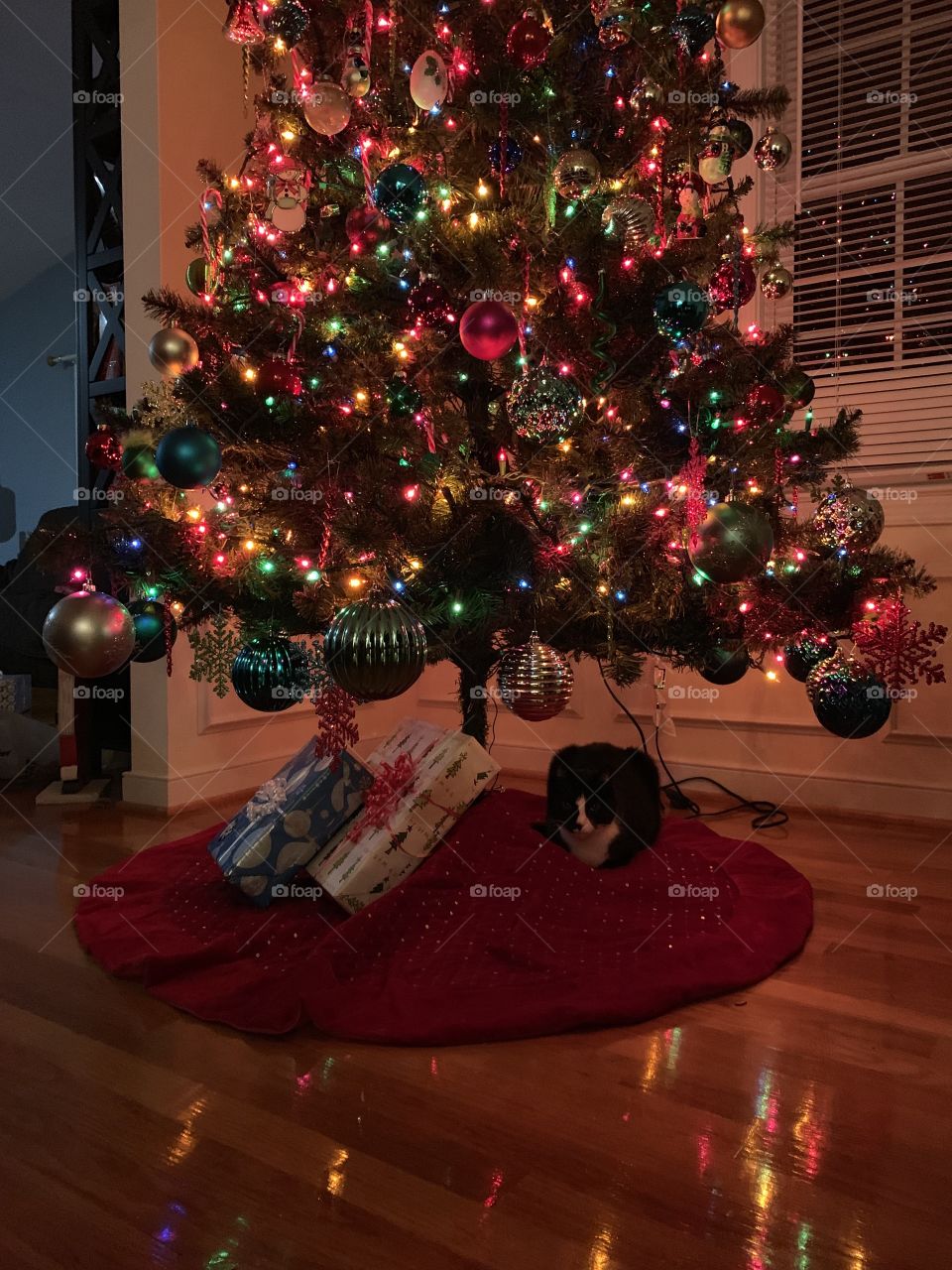 Cat under the tree