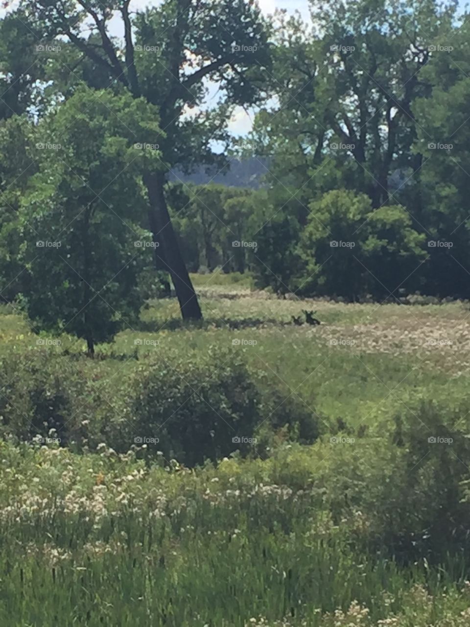 Landscape, Nature, Tree, Wood, Grass