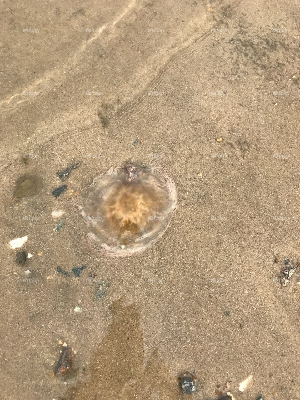 Squishy jellyfish 