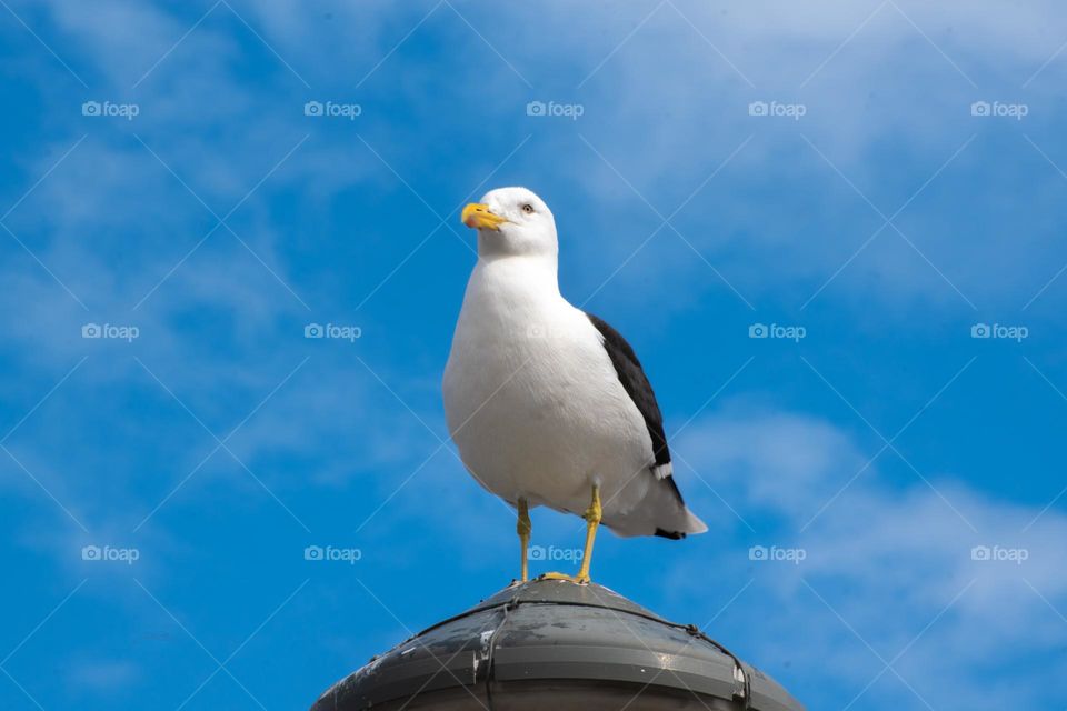 Ave Gaviota típica de Uruguay,  dueña del puerto.