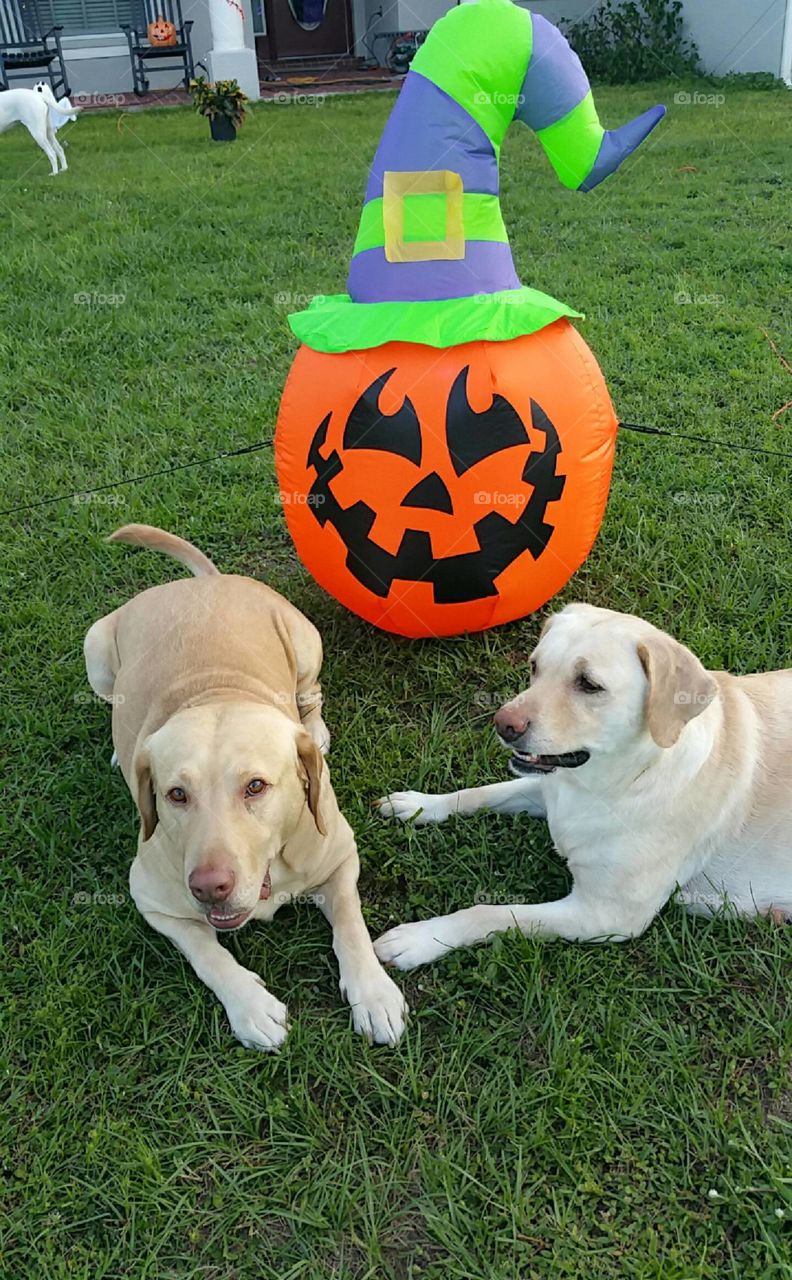 Yellow Labrador retrievers at Halloween