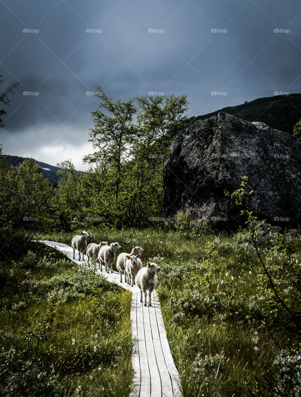 Norwegian Sheep