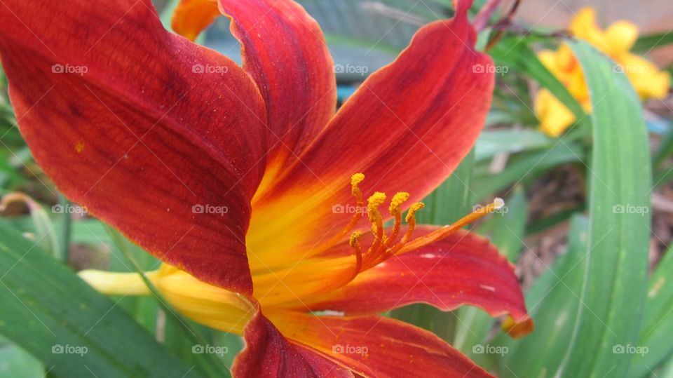 Close-up of red day lily