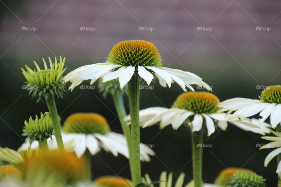 Close-up of white flower