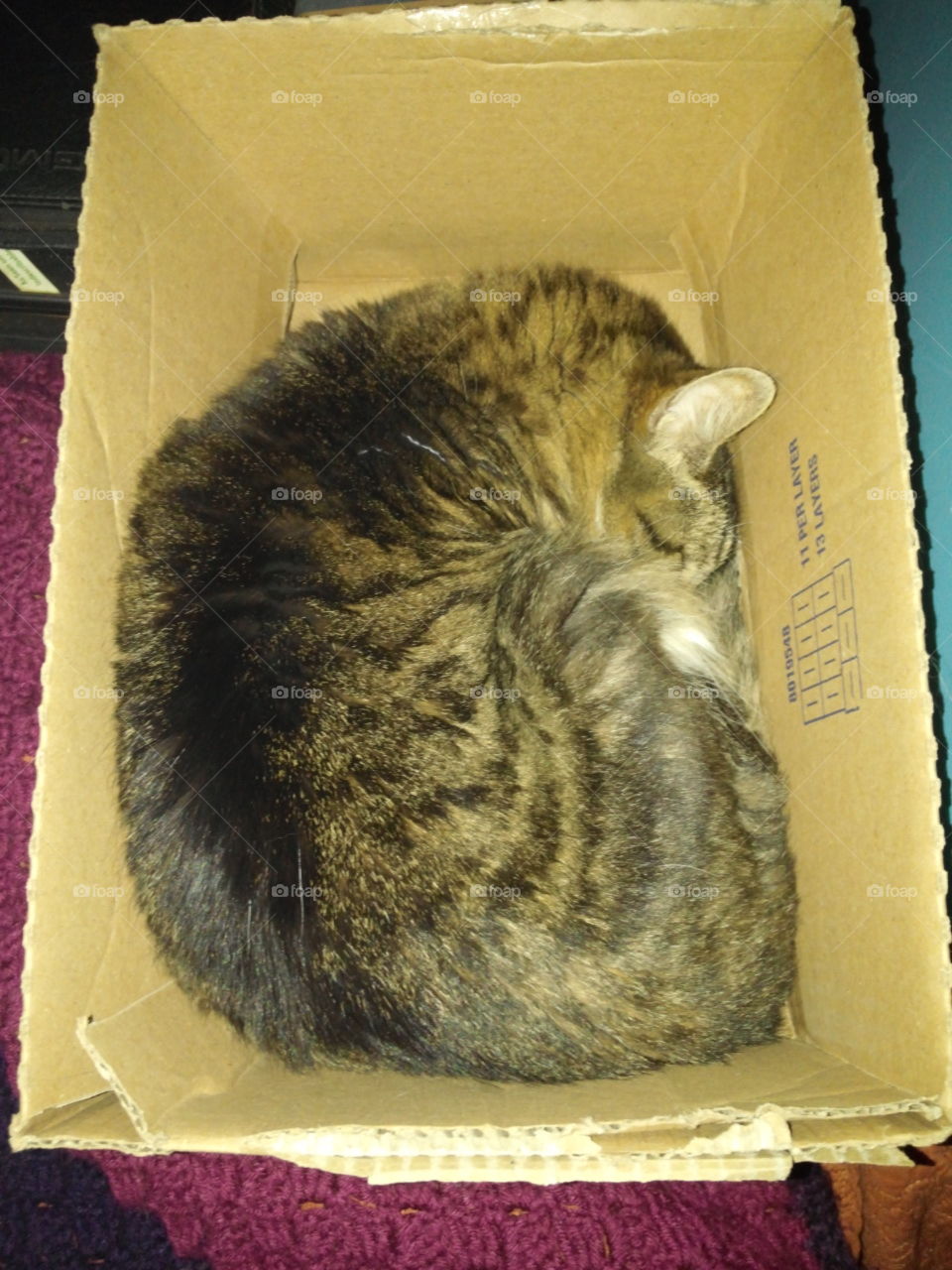 Cat in a Box