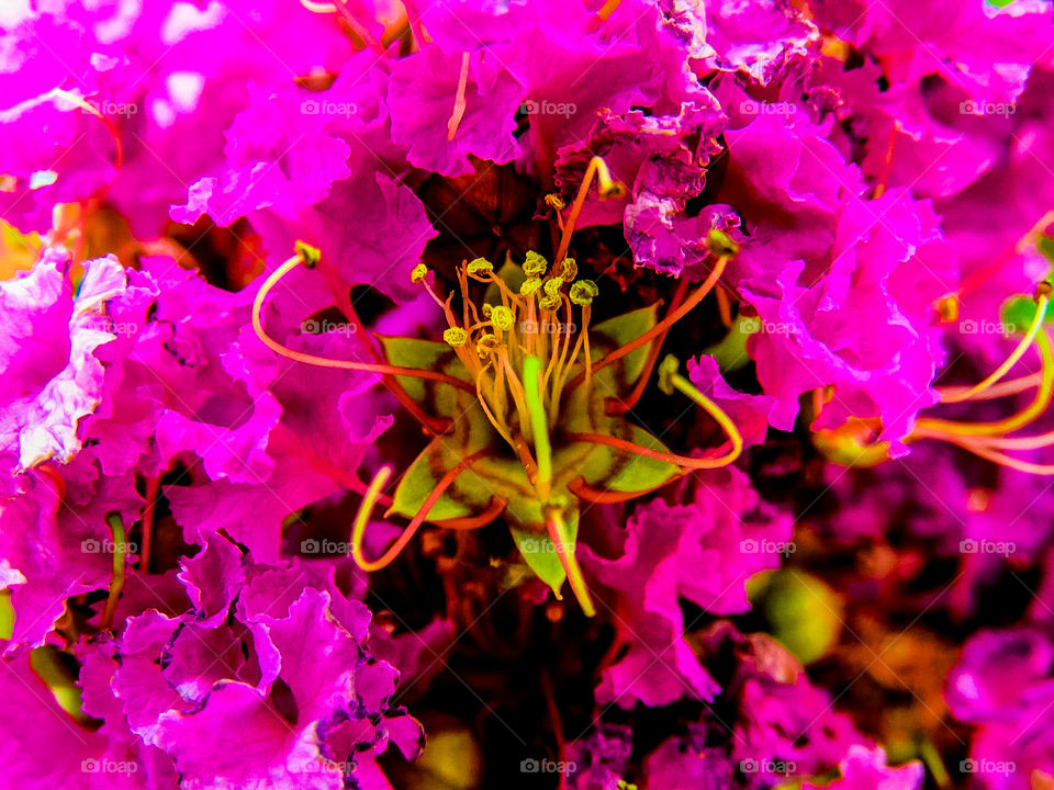 Pink flower collage up close 