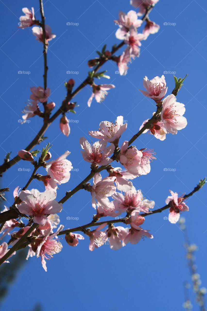 Pink Blossoms