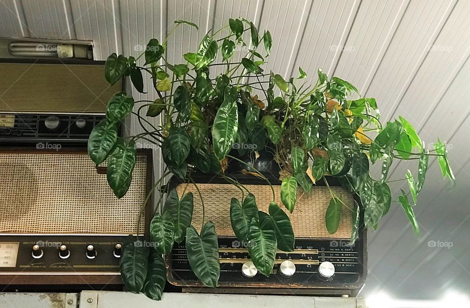 Old radio with plants