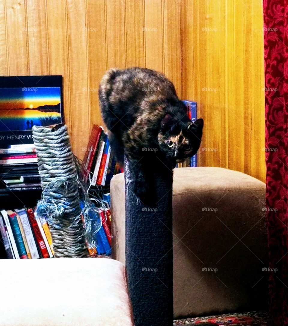 Sass on the scratching pole