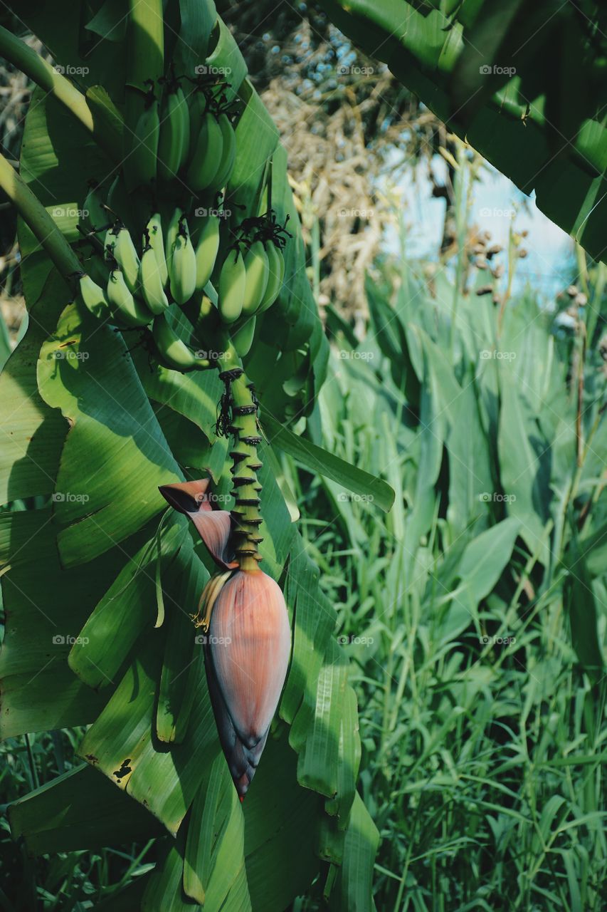 Banana blossoming on tree with green leaves background