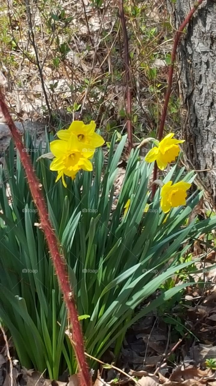 early signs of spring