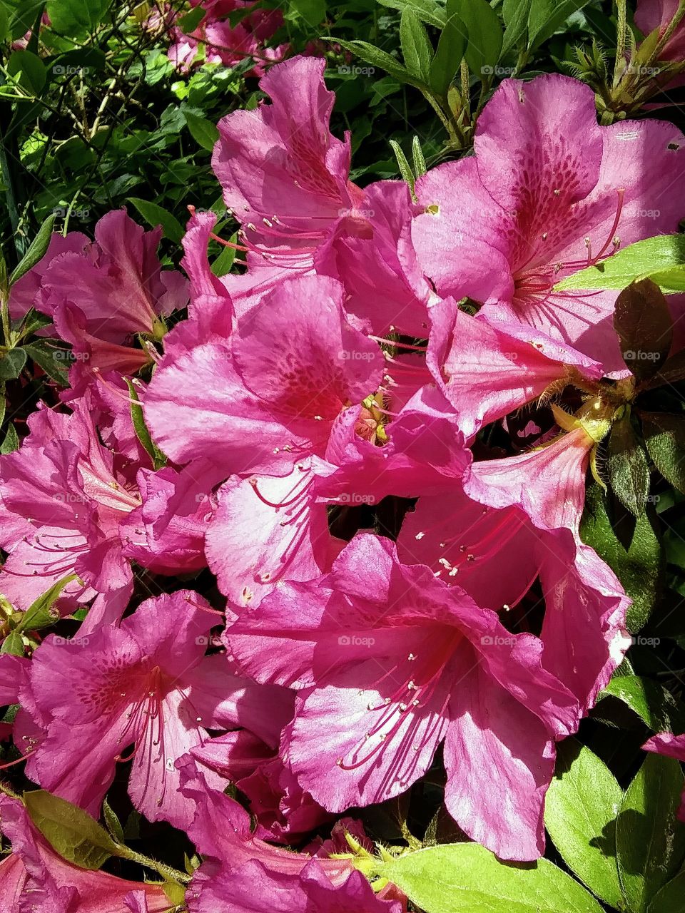 blooming rhododendron