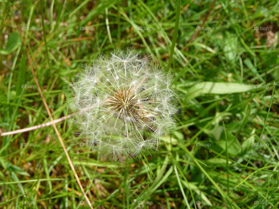 Dandelion seeds