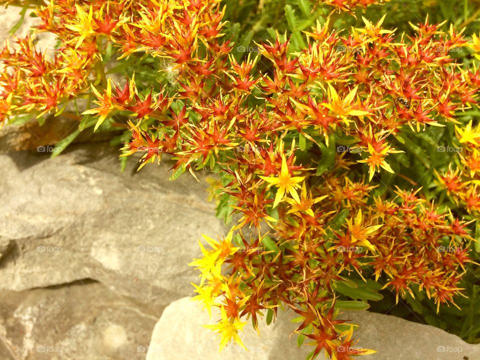 Orange ground cover flowers 