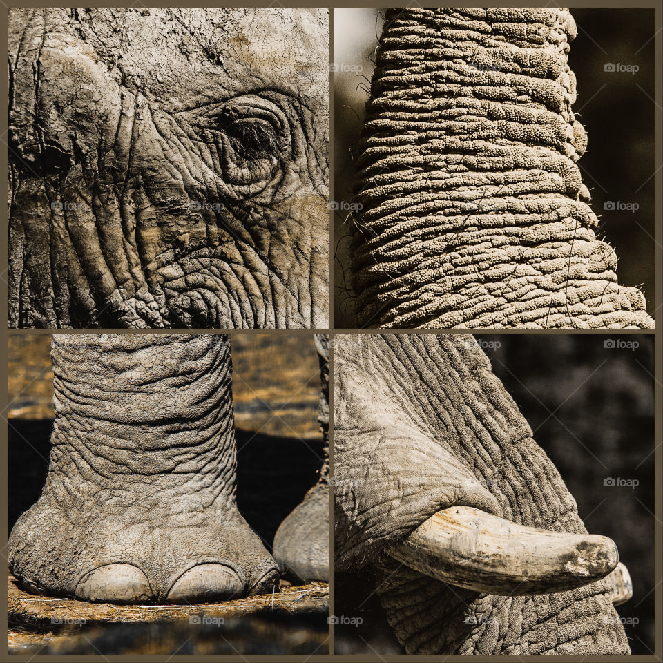 Elephant parts. Montage in square format of 4 pictures of different body parts of an elephant - face, trunk, feet, tusk