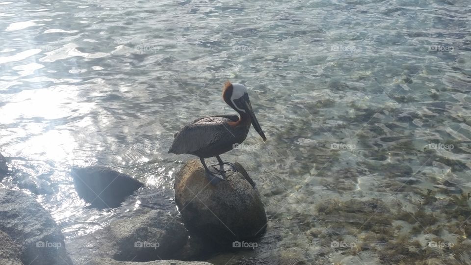 Pelican in Aruba . Pelican in Aruba 