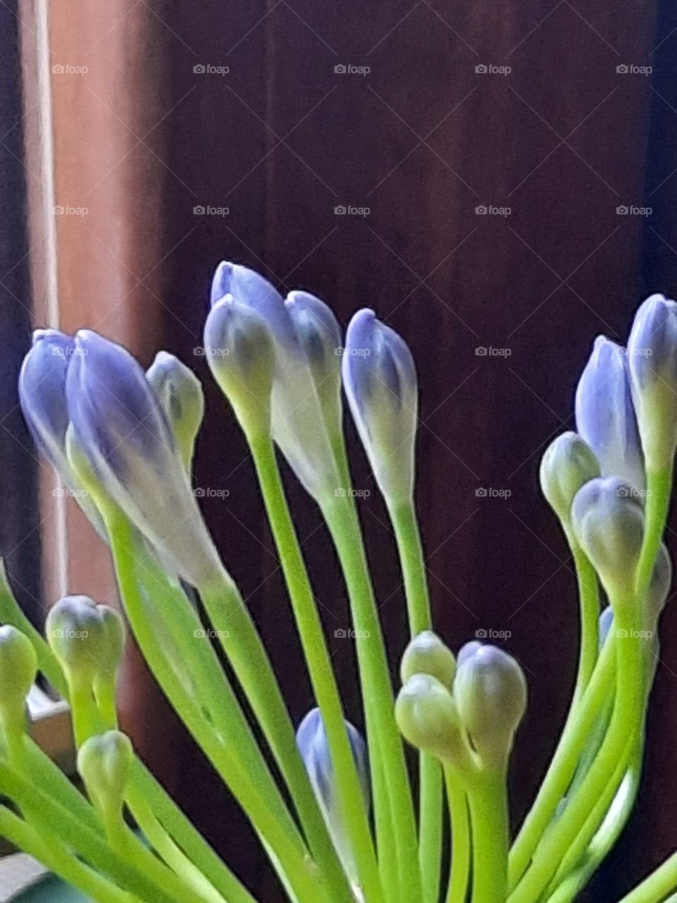 budding flowers of blue agapanthus in the afternoon