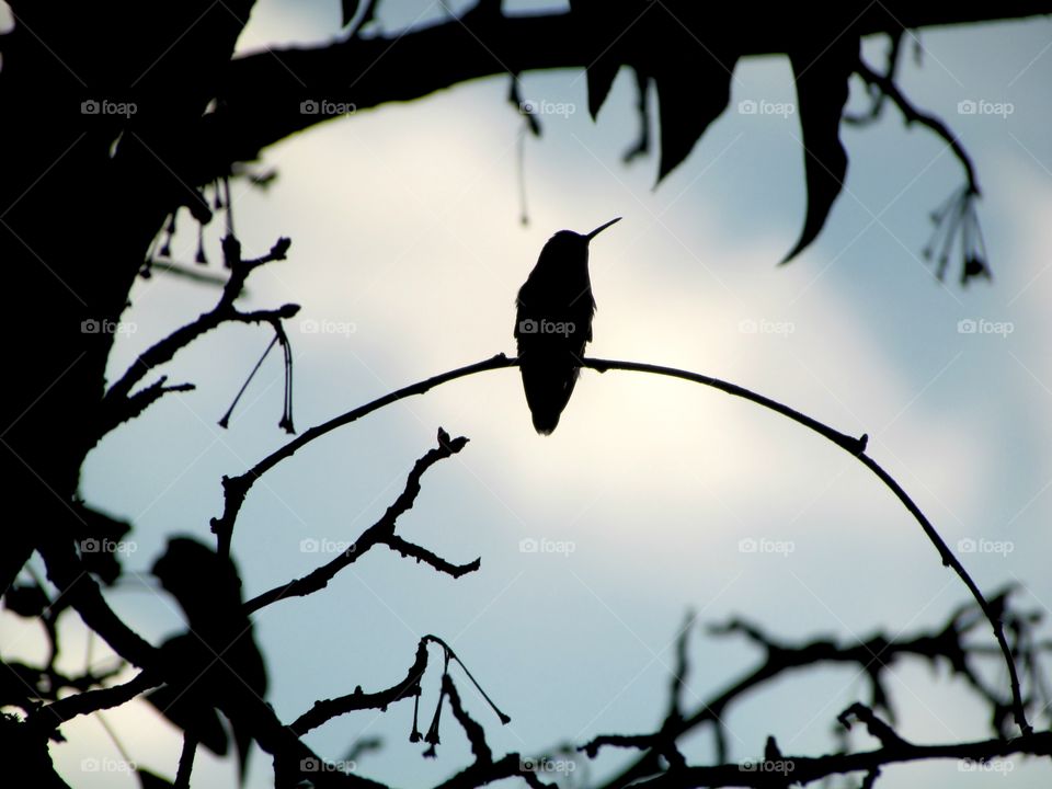 humming bird on a branch