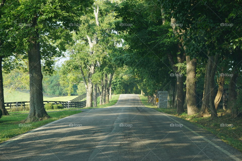 Kentucky bluegrass roads in summer 