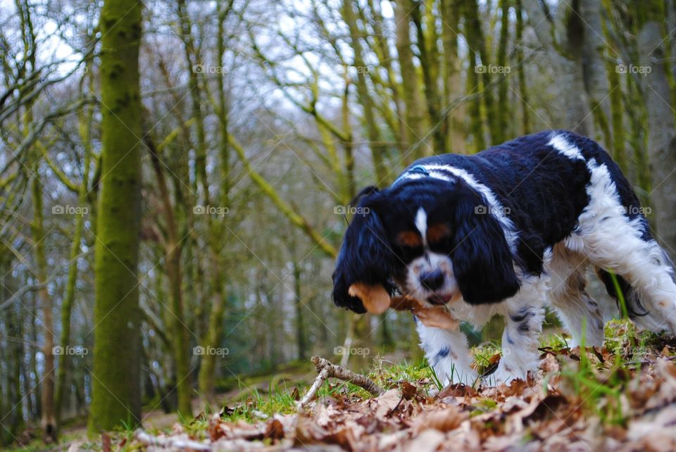 Walter the dog playing with leaves. 