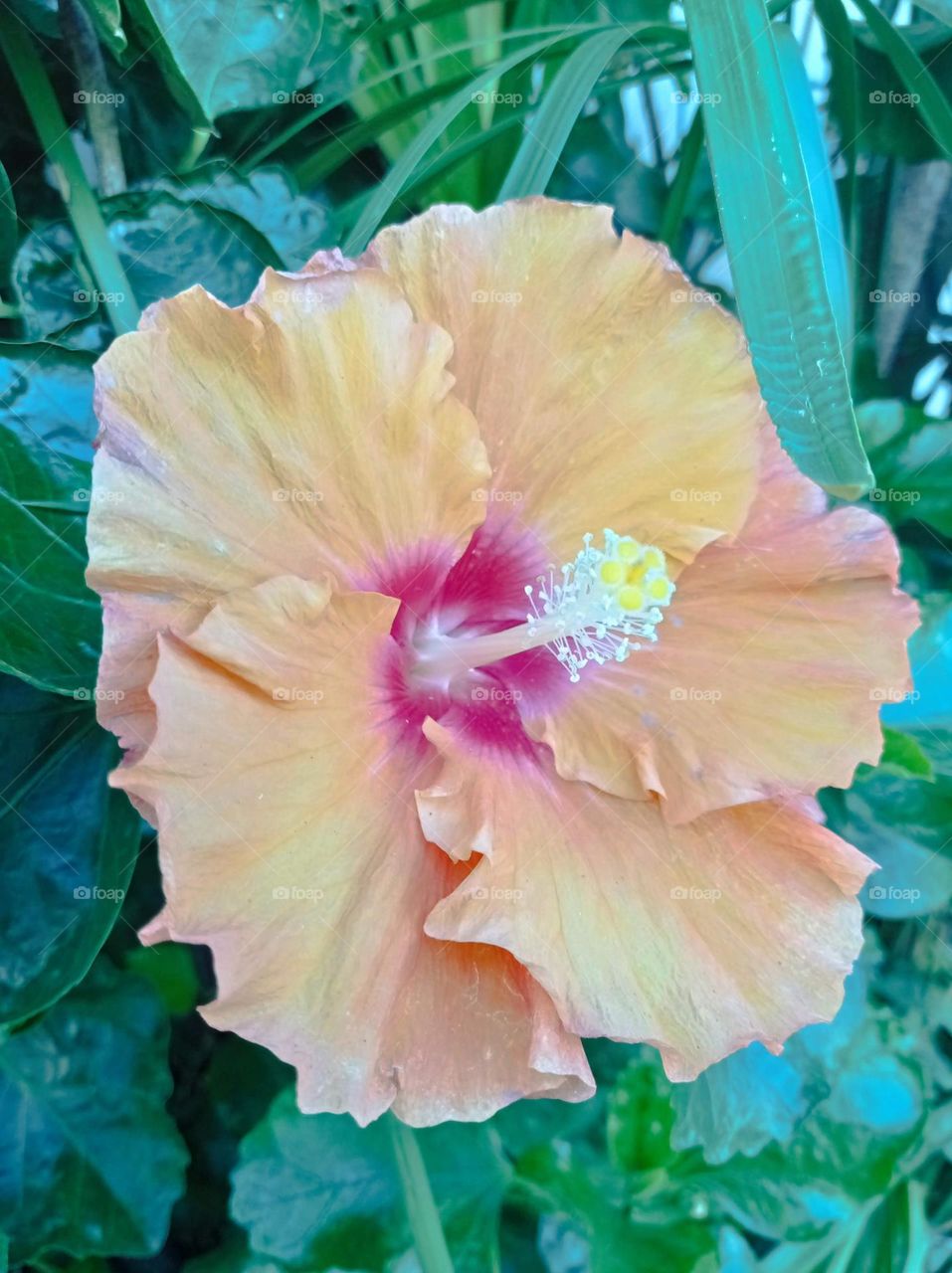 Hibiscus / Shoeblackplant