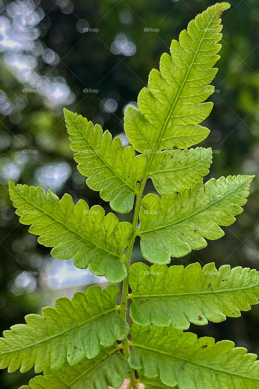 Green leaf with full bokeh