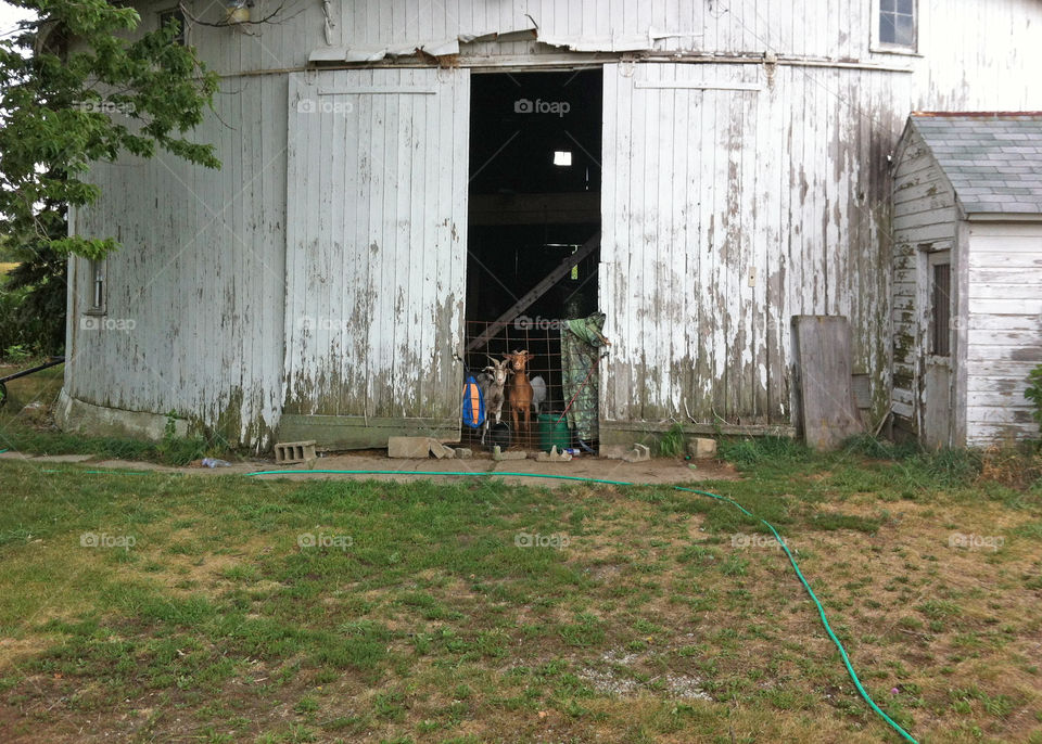 Goats in a Barn, Distant. Indiana.