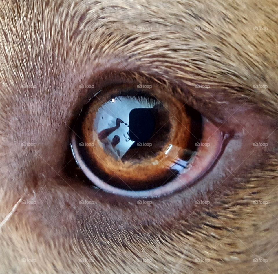 what a dog can see