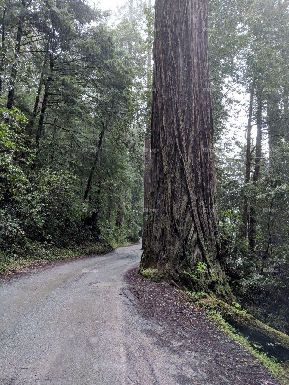 Magnificent, Redwood Forest in California on the coast.