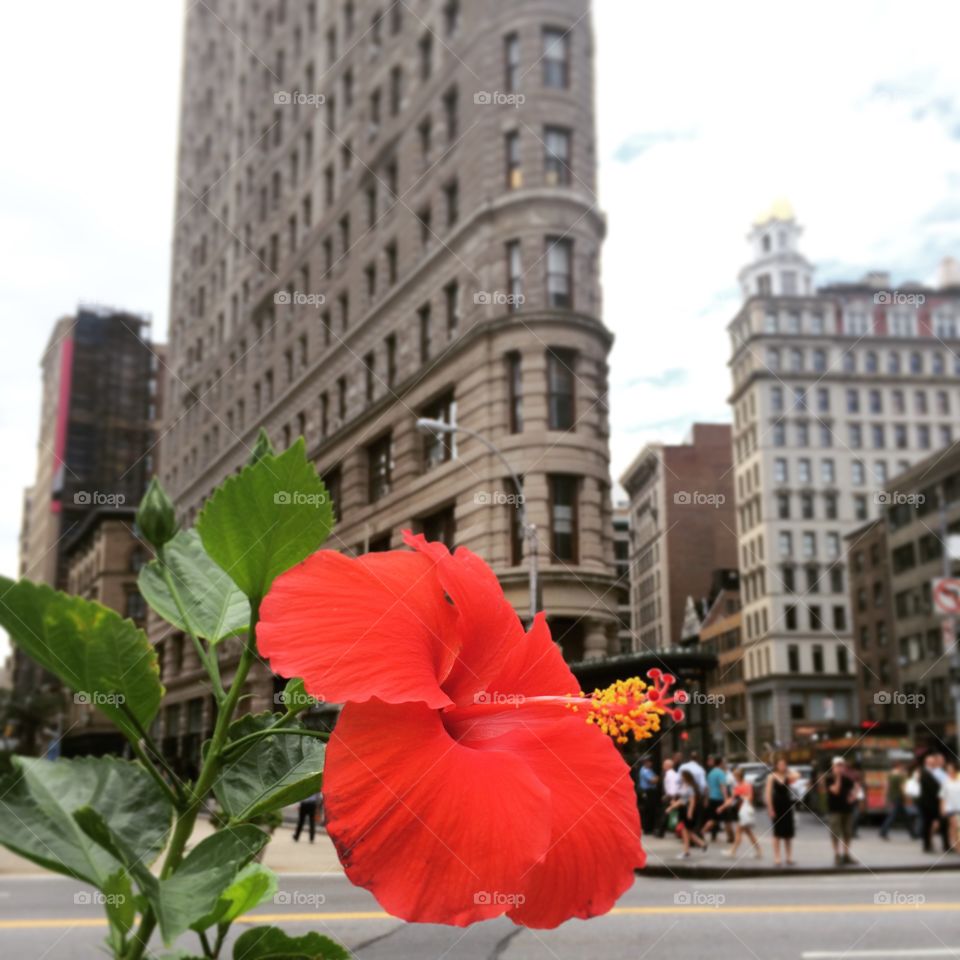 Flower & Flatiron. The famous flatiron Building