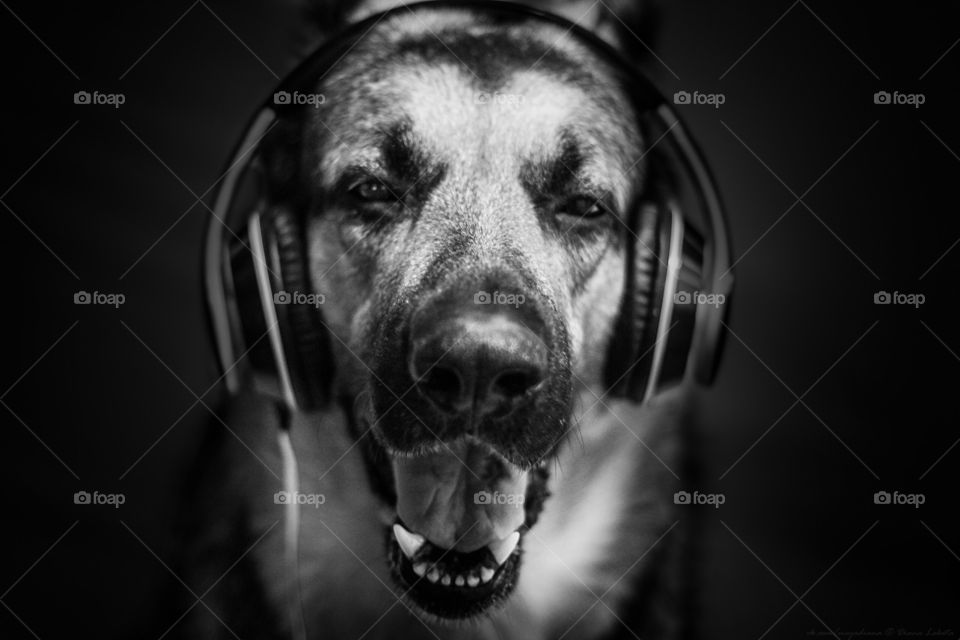 If you like music you must enjoy like this dog