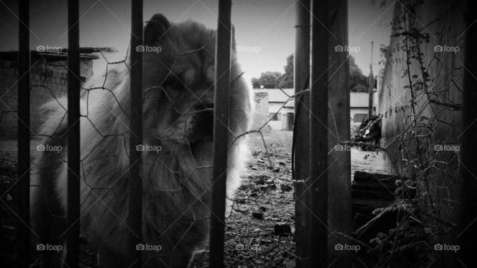 Cão em preto e branco.