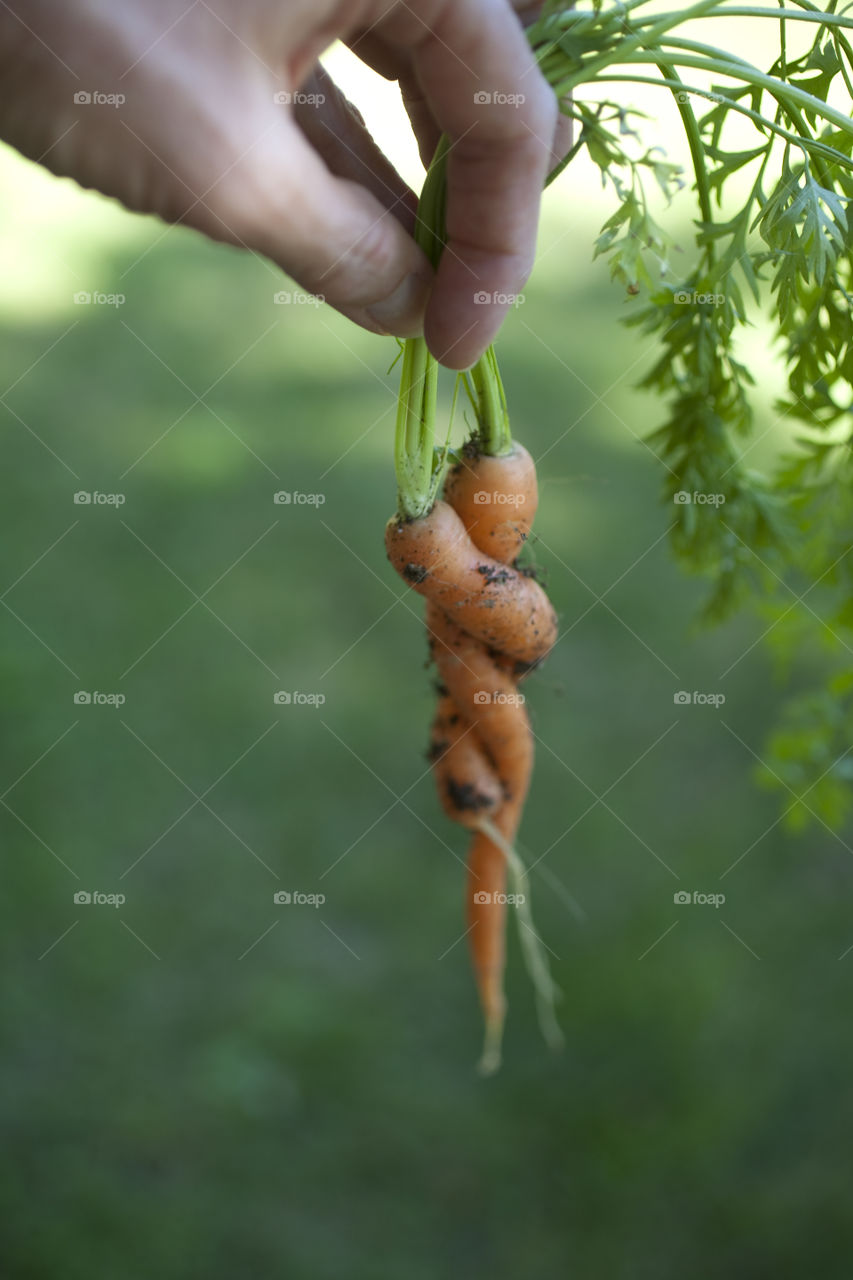 Close-up of woman holding carrot