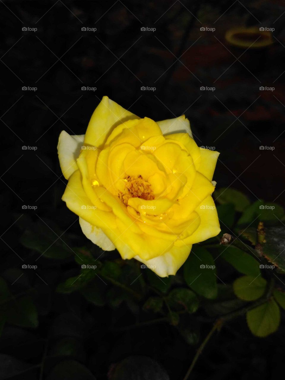 beautiful yellow rose flower in my garden