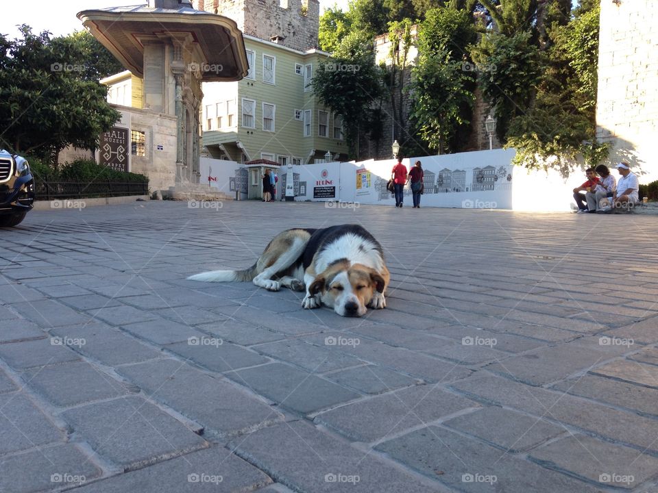 Street, Dog, Pavement, City, People