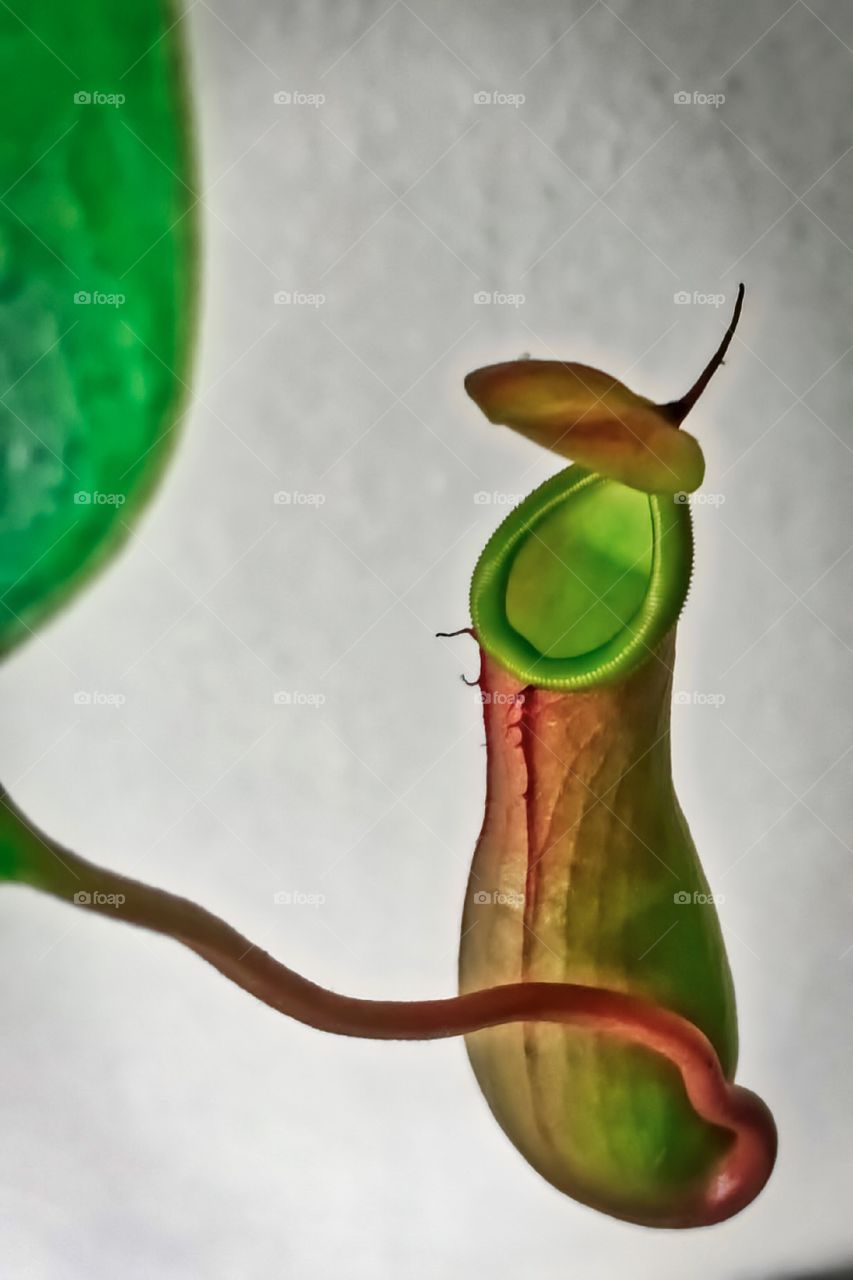 Close-up of pitcher plant