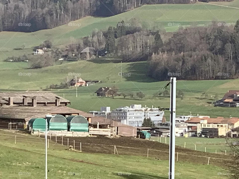 Swiss 