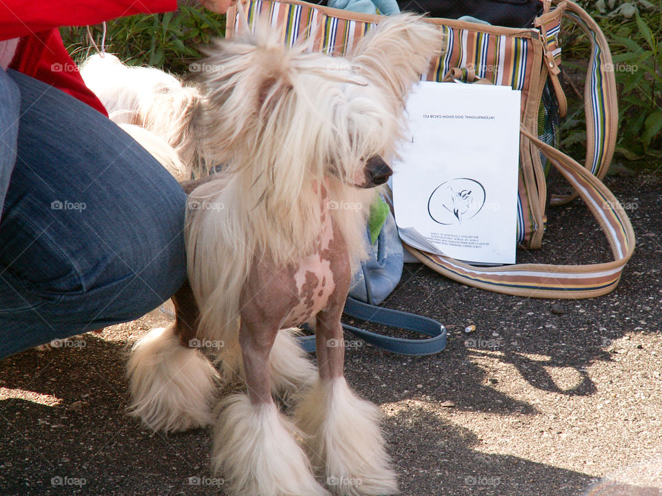 A dog on a leash