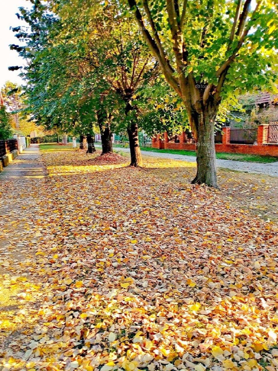 A carpet of leaves