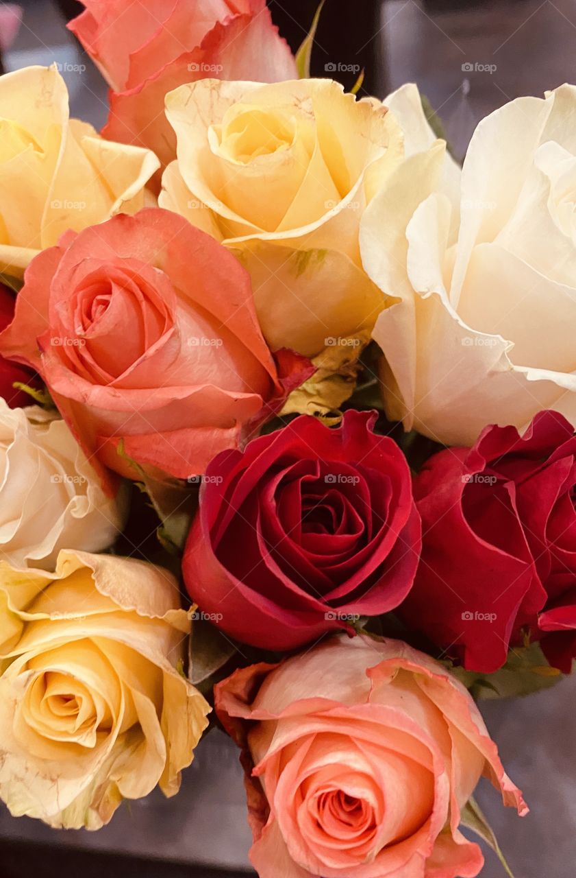 Fresh Roses different colors cut long stems