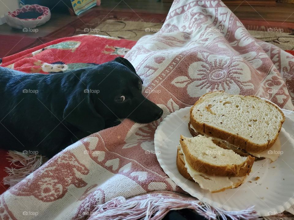 My dog,  Jellybean wants my lunch.  she is a real pig.