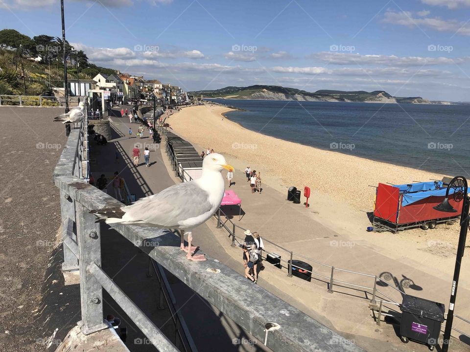 They are changing the lifeguards here in Lyme Regis, because the guards require no wages haha.