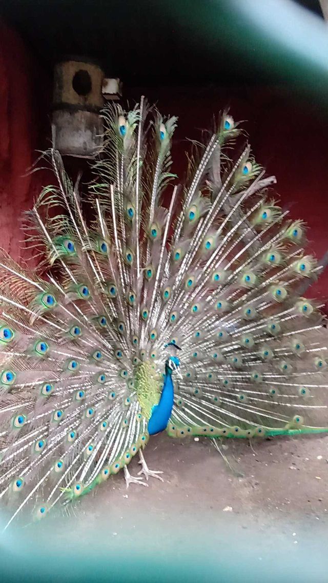 Peafowl is a common name for three species of birds in the genera Pavo and Afropavo of the Phasianidae family, the pheasants and their allies. Male peafowl are referred to as peacocks, and female peafowl as peahens.[1] The two Asiatic species are the